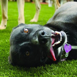 Synthetic Grass Specifically Designed for Dogs