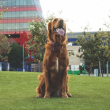 Artificial Grass Surfacing for Dogs: Product & Installation Profiles